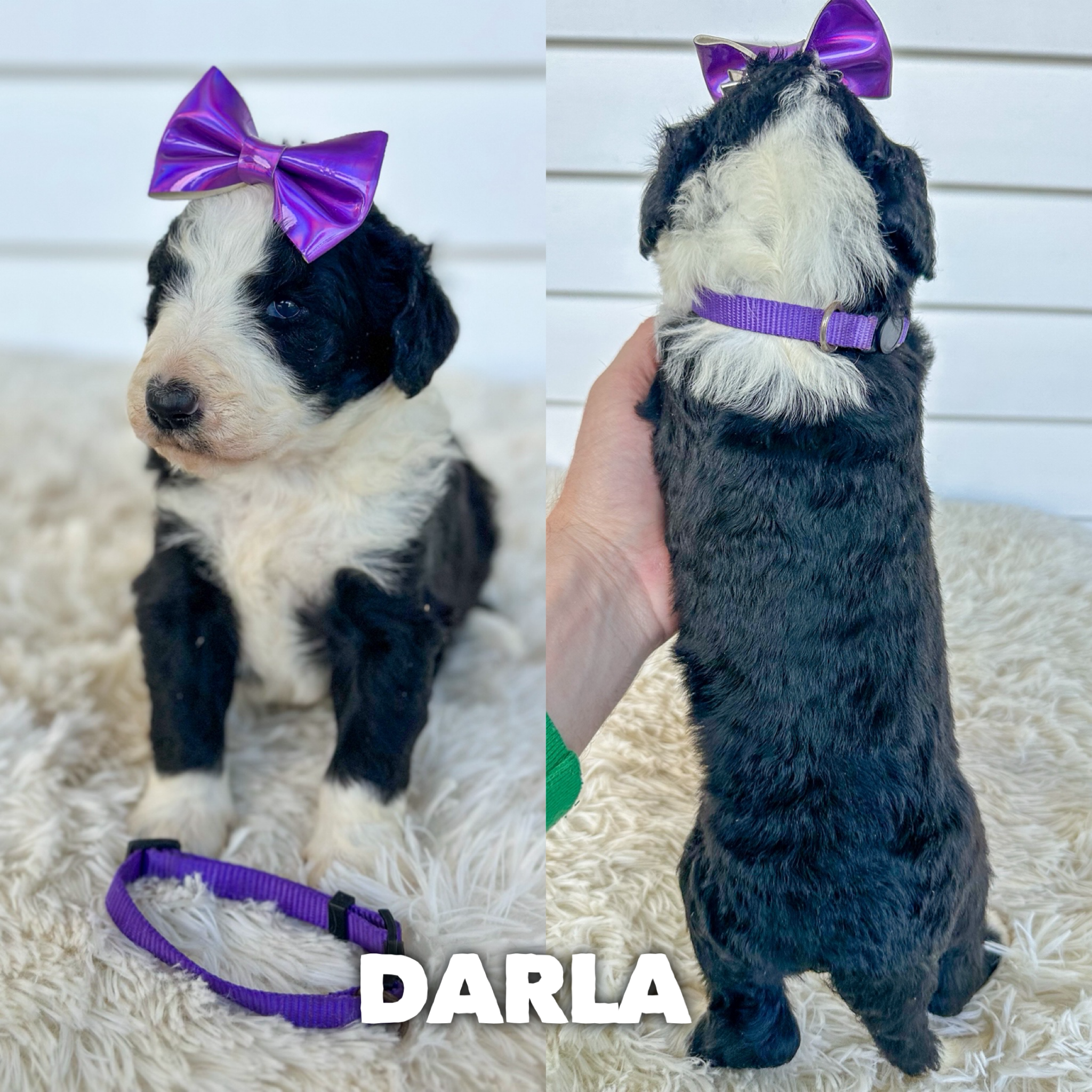 Darla 1